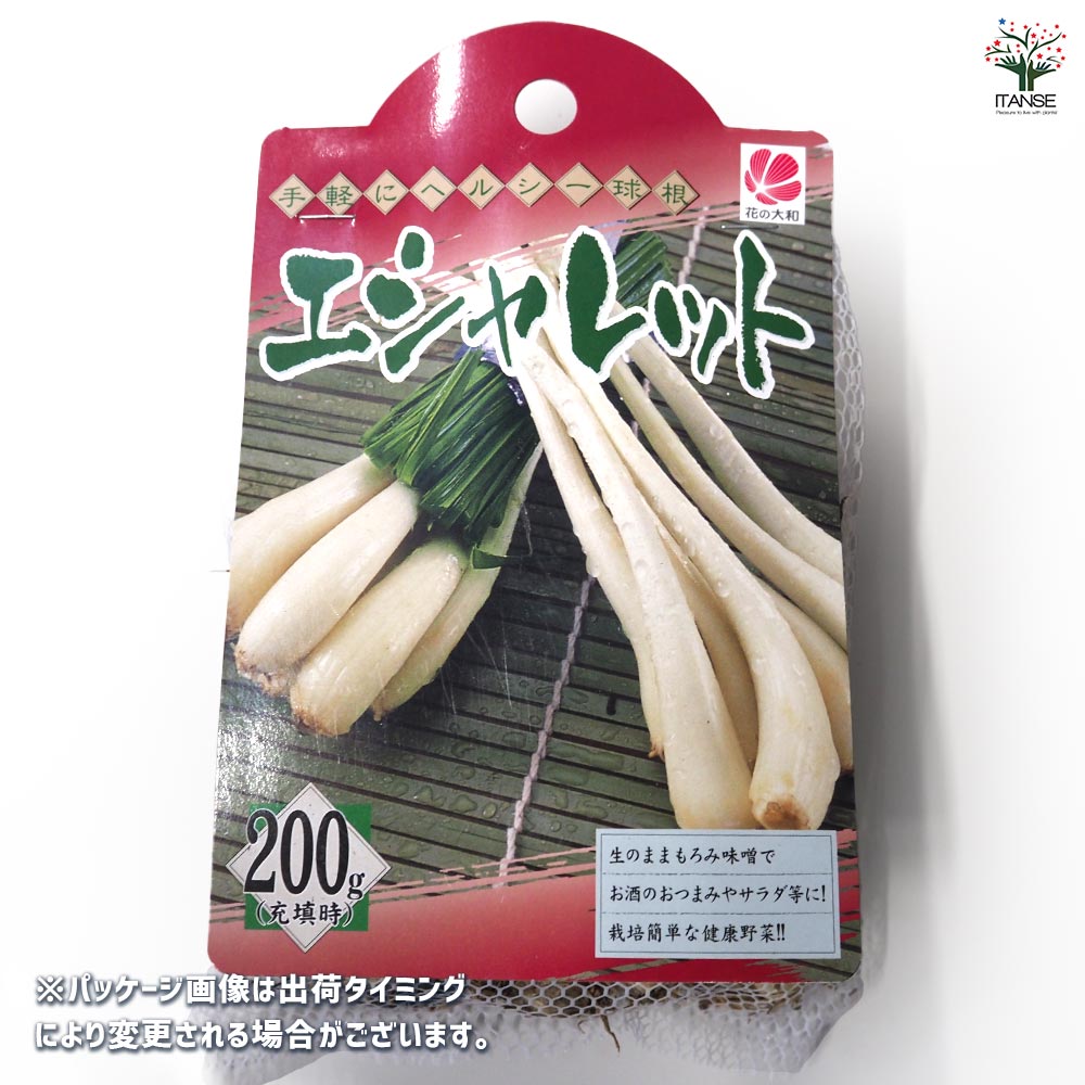 健康野菜球根 エシャレット【野菜の苗 ネット詰め野菜球根 充填時200g/1袋/1個売り】