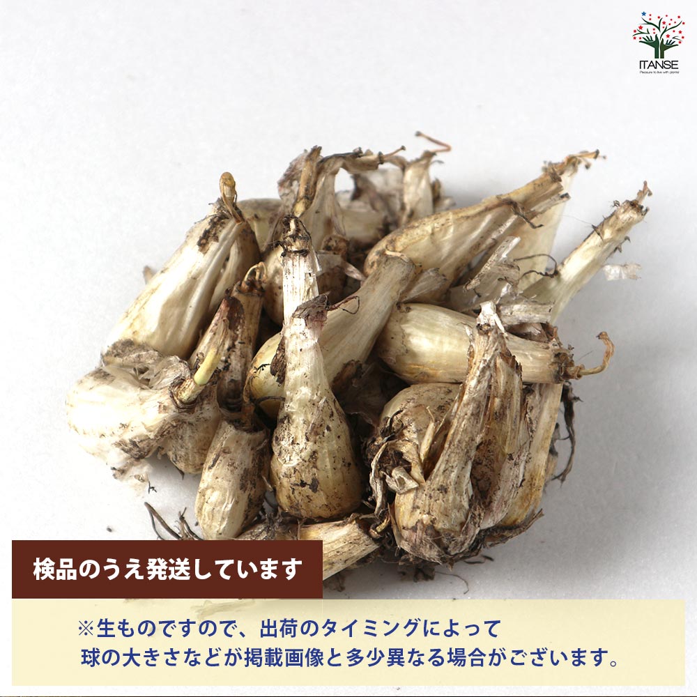 健康野菜球根 エシャレット【野菜の苗 ネット詰め野菜球根 充填時200g/1袋/1個売り】