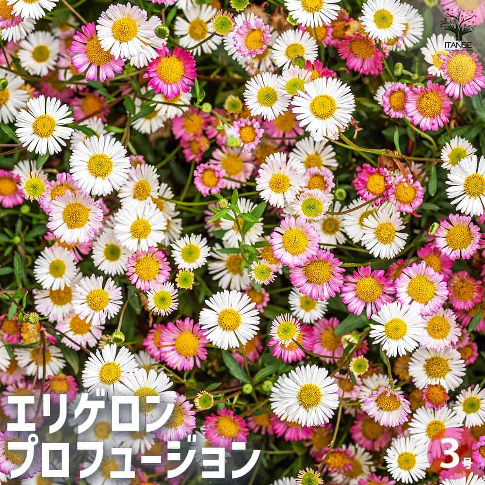 エリゲロン プロフュージョン2個～ 【花木苗 3号】｜ 【植物の