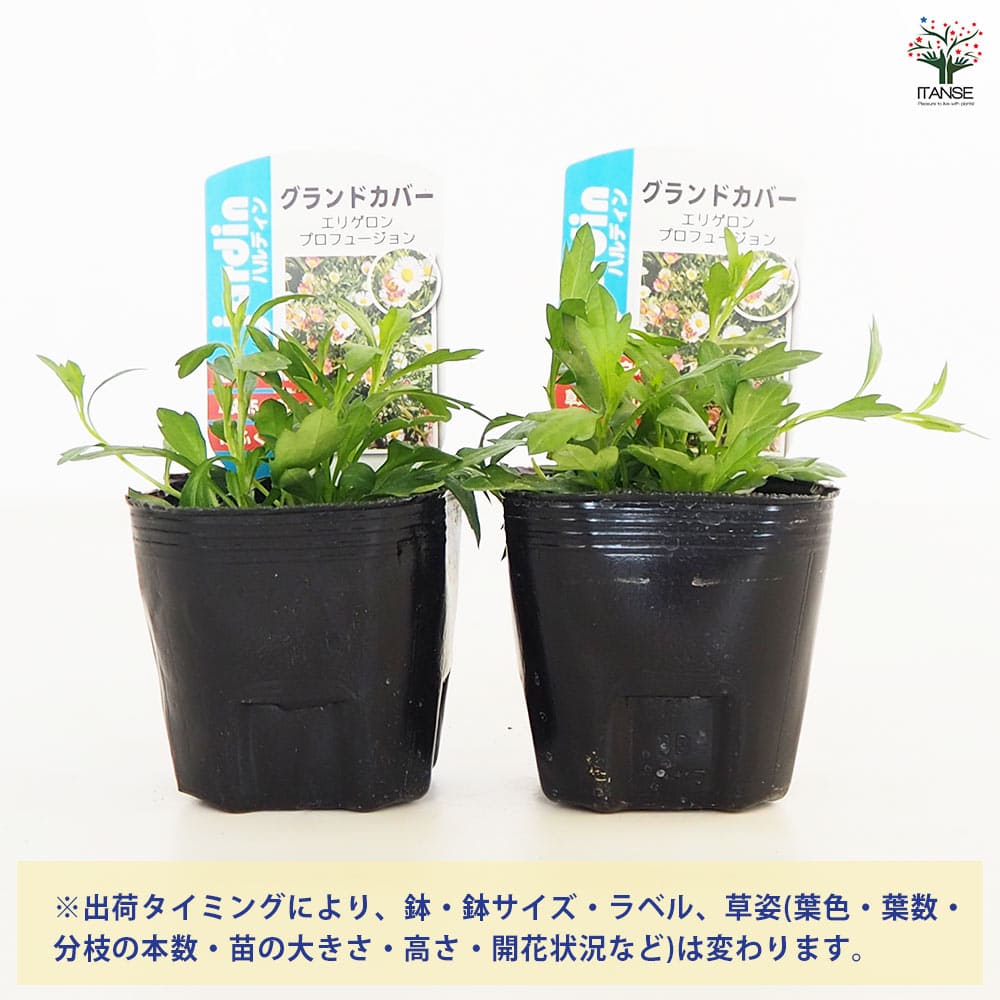 エリゲロン プロフュージョン2個～ 【花木苗 3号】｜ 【植物の