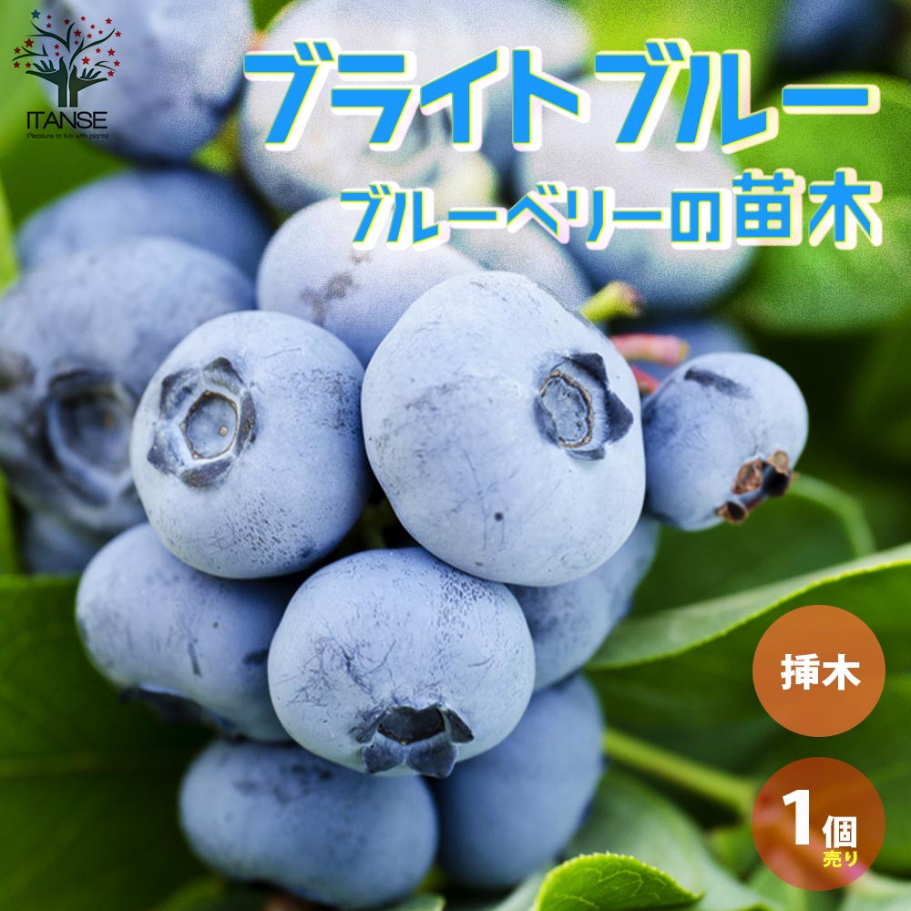 ブルーベリーの苗木 ラビットアイ系”ブライトブルー”【果樹の苗木 5号ポット 2年生 挿し木苗／1個売り】