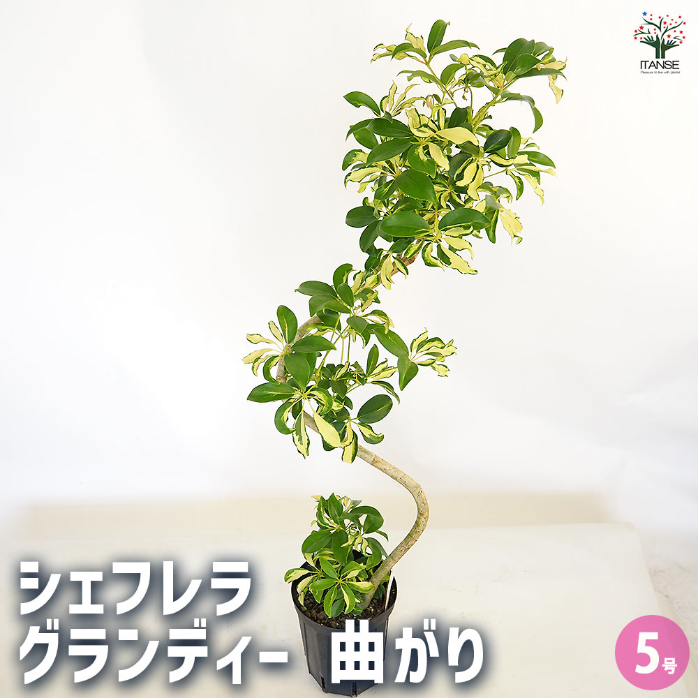 シェフレラ　グランディー　斑入り　曲げ　5号　観葉植物　568 シェフレラ：グランディ バリエガータ（曲げ仕立て） 5号 の通販