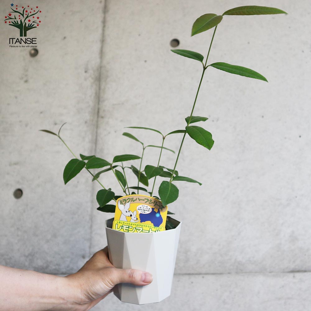 Itanse良品ｾﾚｸﾄ通販