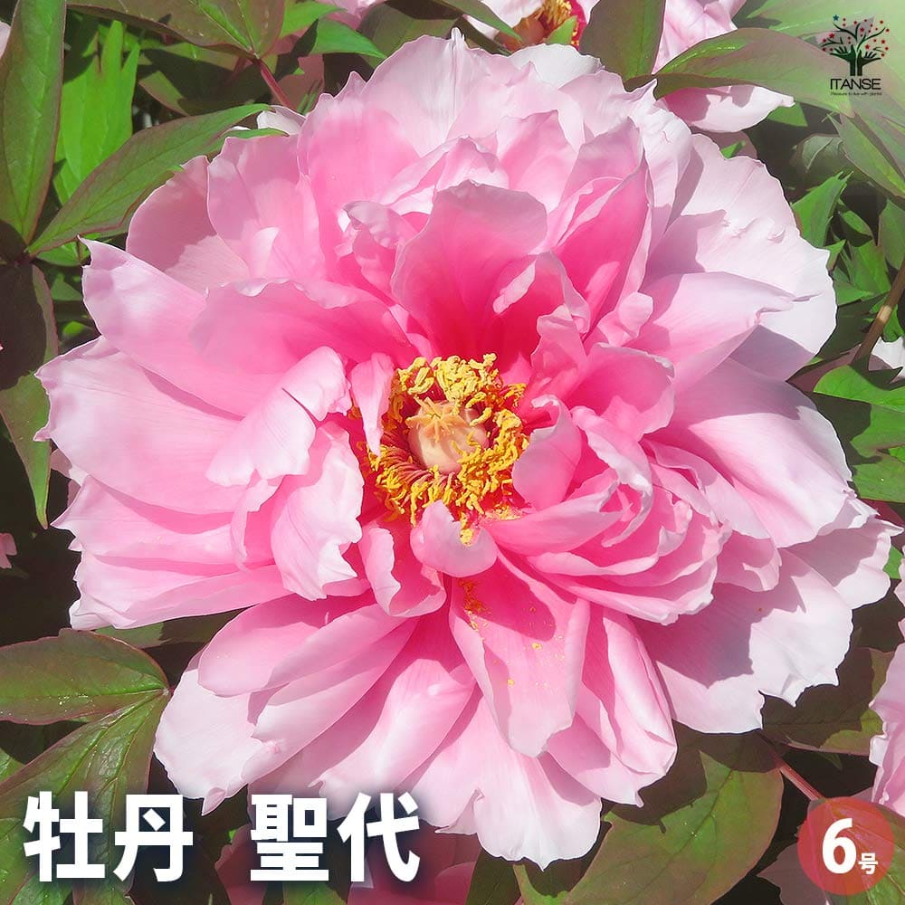 牡丹 聖代 【花苗 6号／1個売り】｜ 【植物のITANSE】全品送料