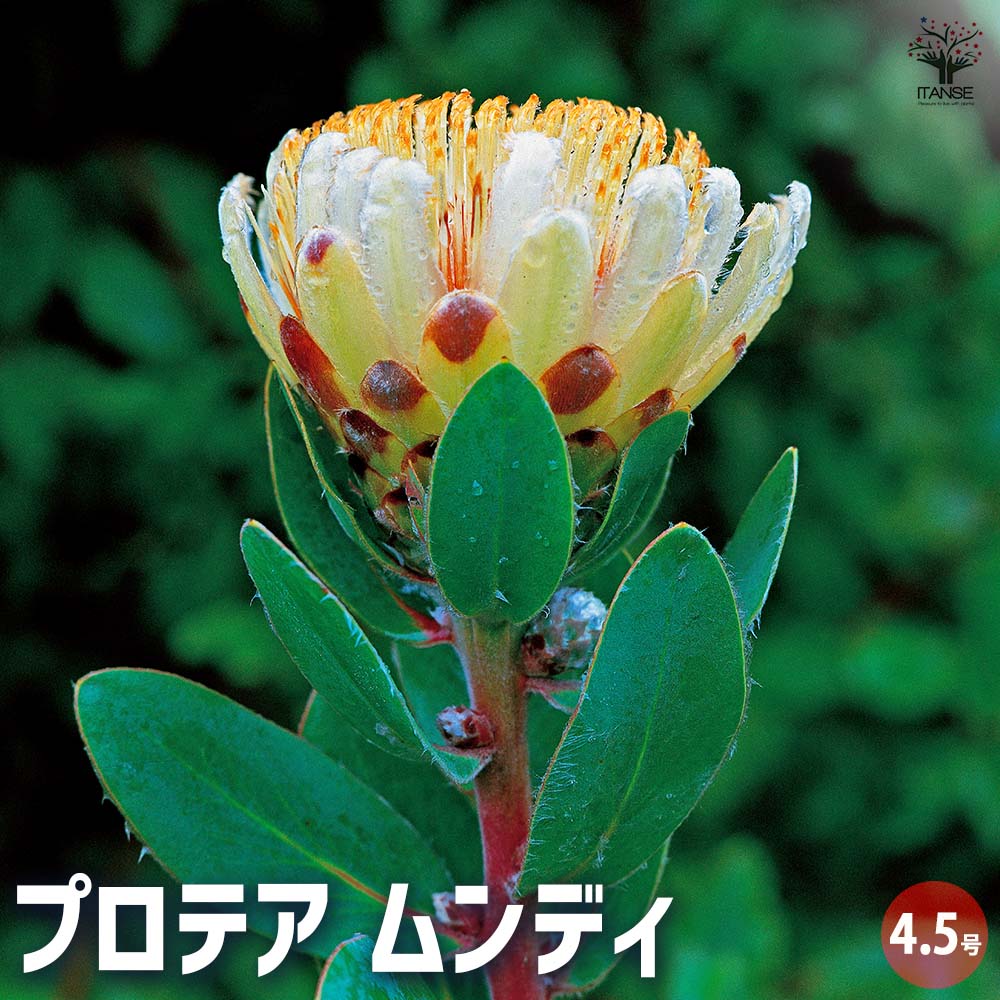 プロテア ムンディ 【花木苗 4.5号／1個売り】｜ 【植物のITANSE