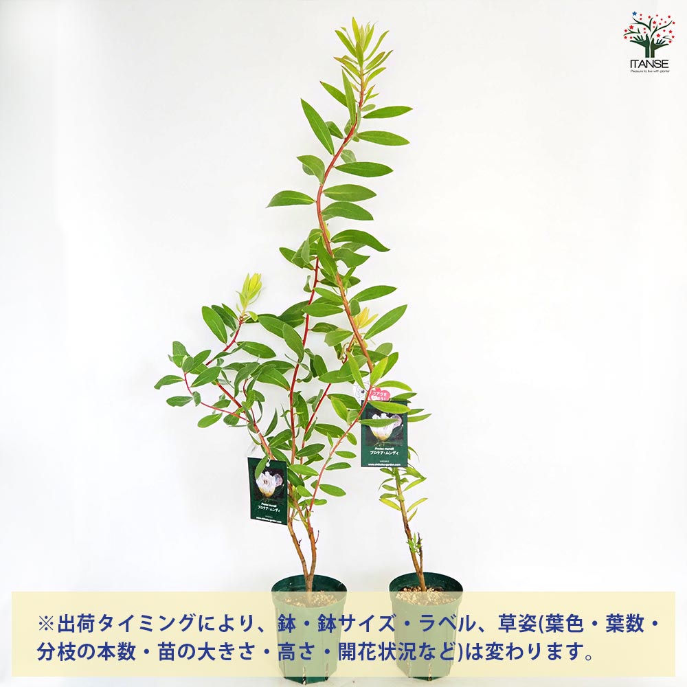 プロテア ムンディ 【花木苗 4.5号／1個売り】｜ 【植物の