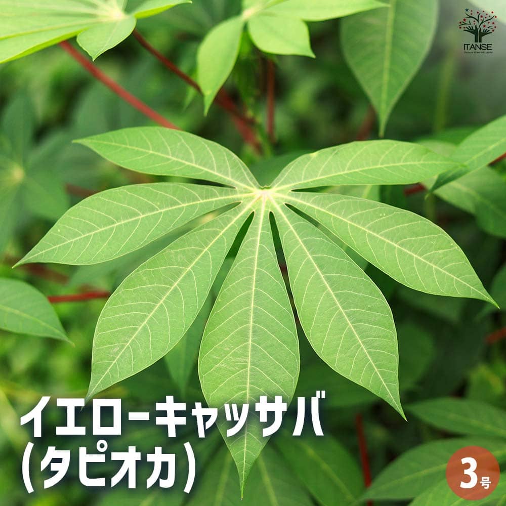 イエローキャッサバ(タピオカ) 【果樹の苗 3号】｜ 【植物の