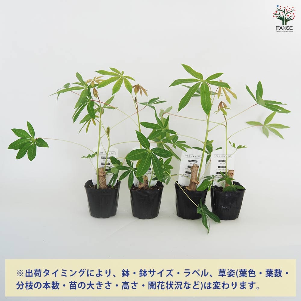 1苗８４円◆１００本、キャッサバ。芽出し苗★植付適期です＝至福の美味ゴールデン種 1苗84◇100本、キャッサバ＝芽出し苗◇植付適期です＝至福/美味