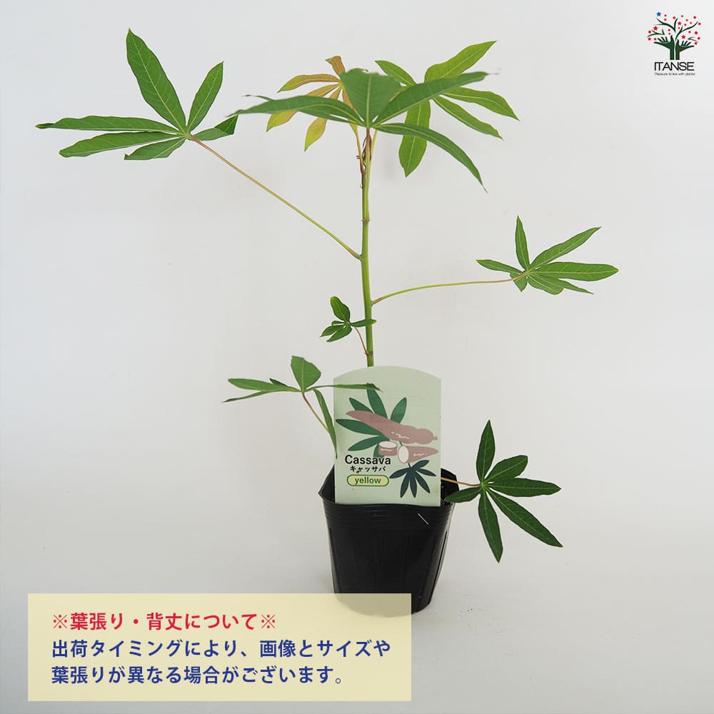 イエローキャッサバ(タピオカ) 【果樹の苗 3号】｜ 【植物の
