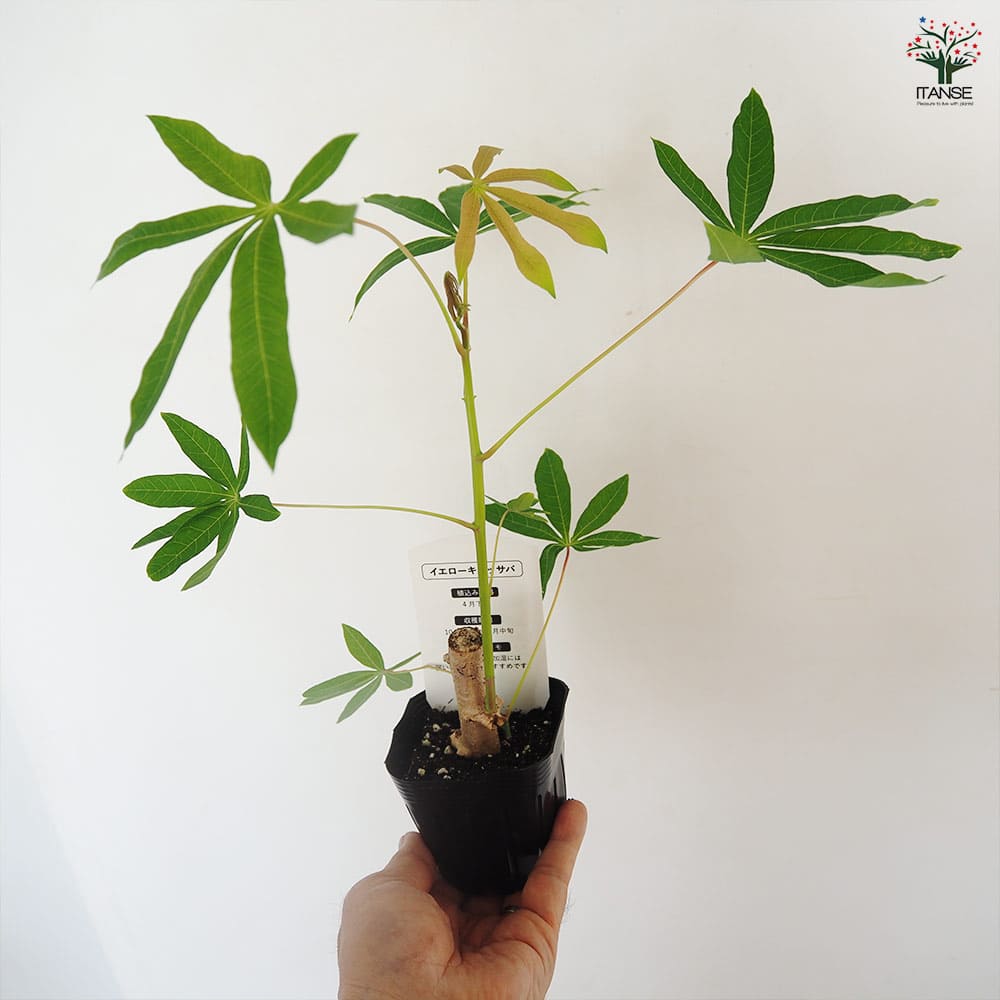 イエローキャッサバ(タピオカ) 【果樹の苗 3号】｜ 【植物の