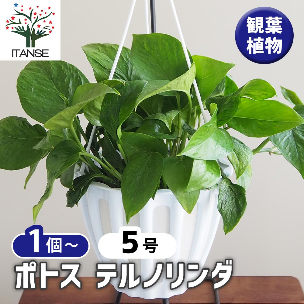 テルノマドンナ　5号　吊り鉢　観葉植物　新品種　　希少　ポトス ザ・ファームセレクト]ポトス：テルノマドンナ 5号吊り鉢 の通販