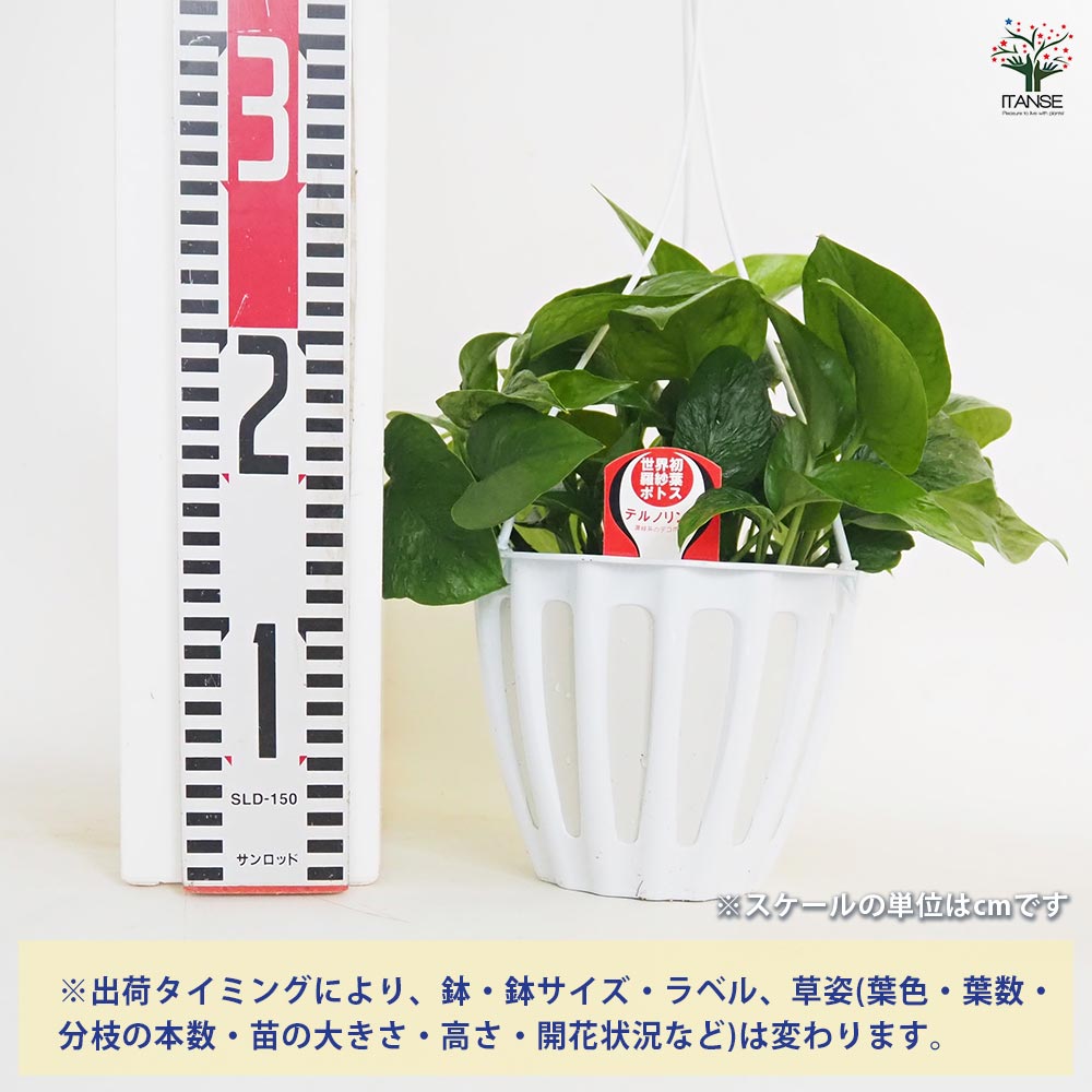 ポトス テルノリンダ 吊鉢【観葉植物 5号／1個売り】