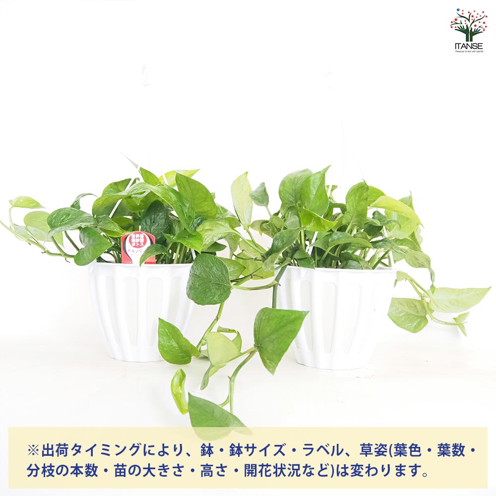 ポトス テルノリンダ 吊鉢【観葉植物 5号／1個売り】
