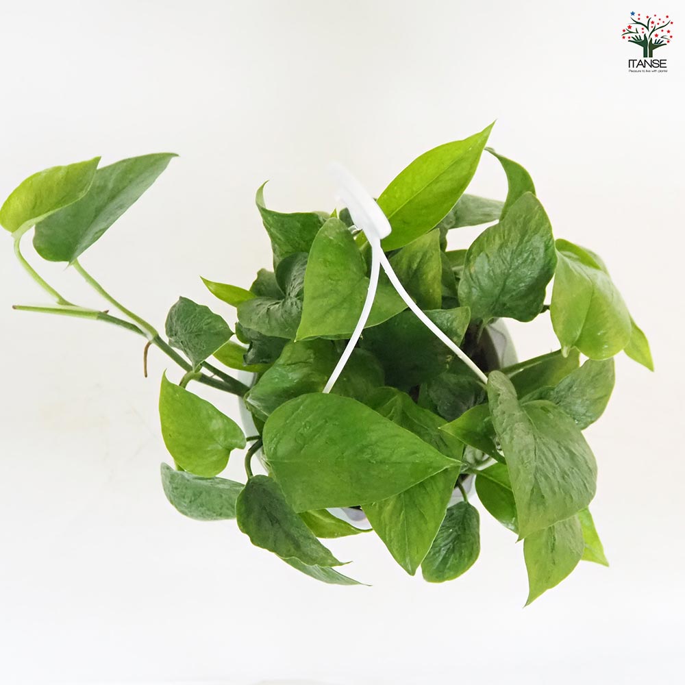 ポトス テルノリンダ 吊鉢【観葉植物 5号／1個売り】