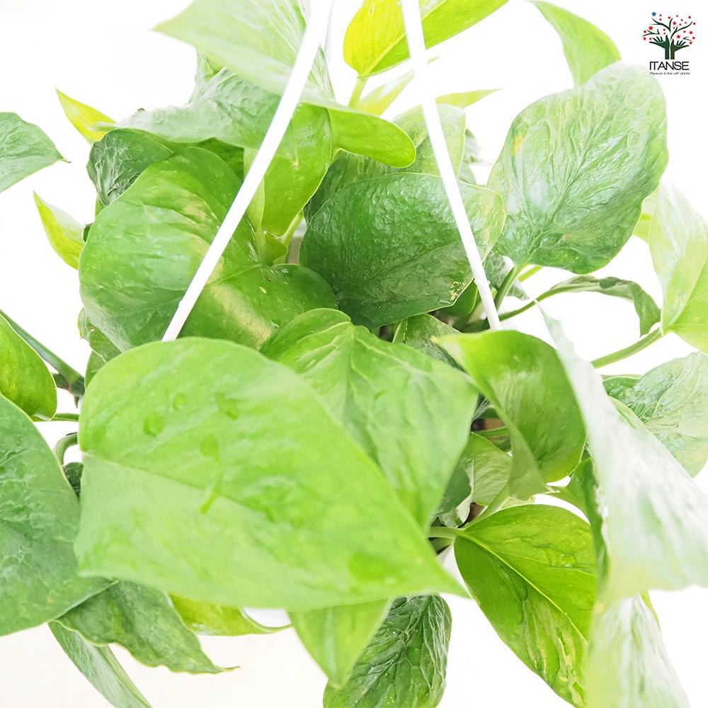 ポトス テルノリンダ 吊鉢【観葉植物 5号／1個売り】