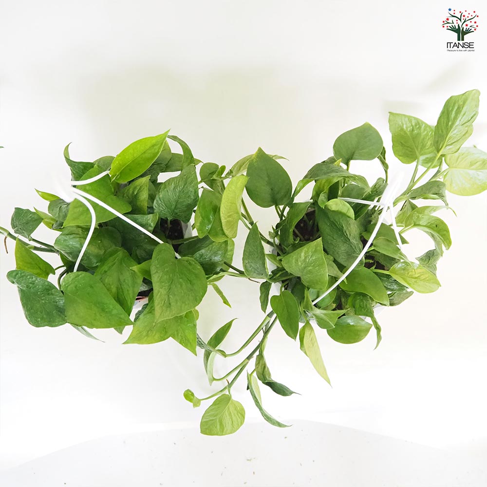 ポトス テルノリンダ 吊鉢【観葉植物 5号／1個売り】