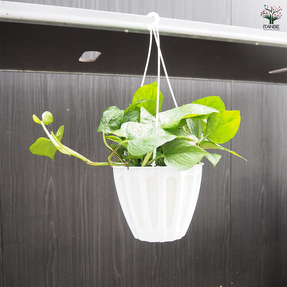 ポトス テルノリンダ 吊鉢【観葉植物 5号／1個売り】