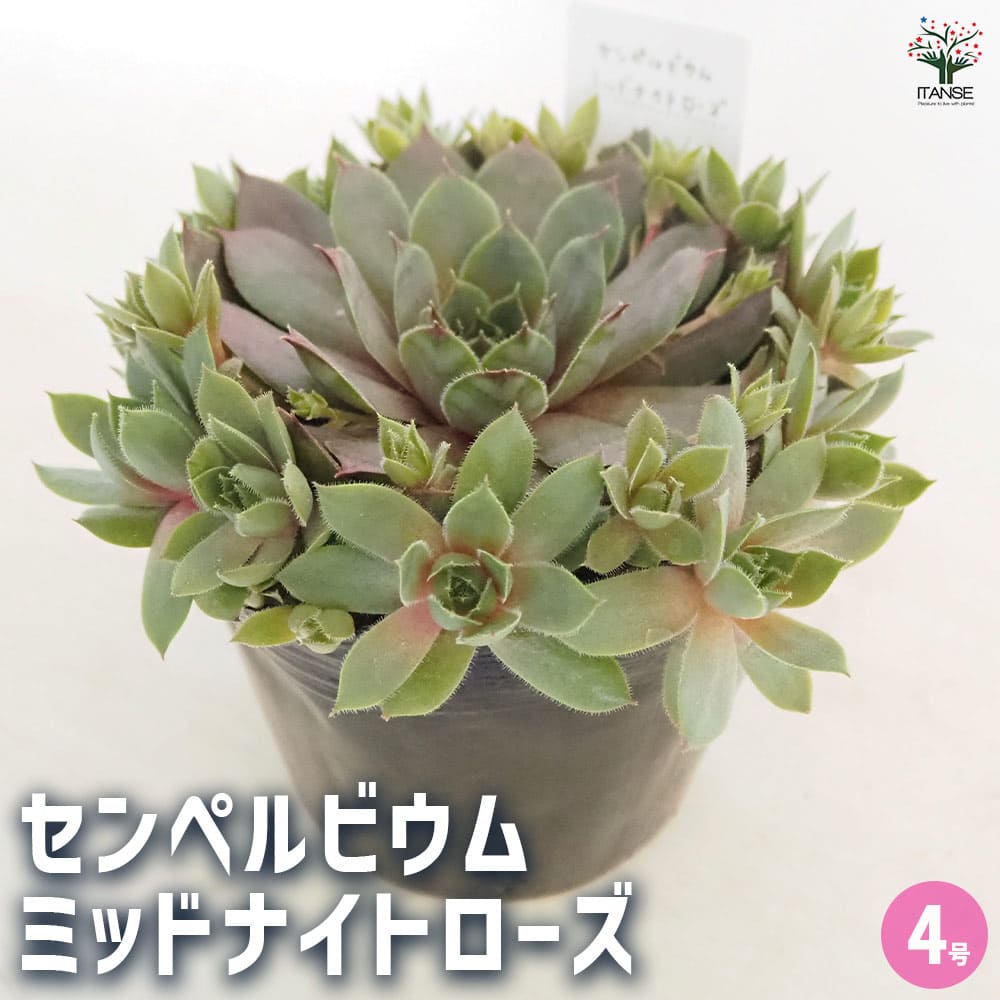 センペルビウム ミッドナイトローズ 【多肉植物 4号／1個売り