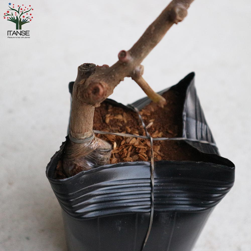 キウイの苗木 紅妃【果樹の苗木 4.5号 接木苗／1個売り】