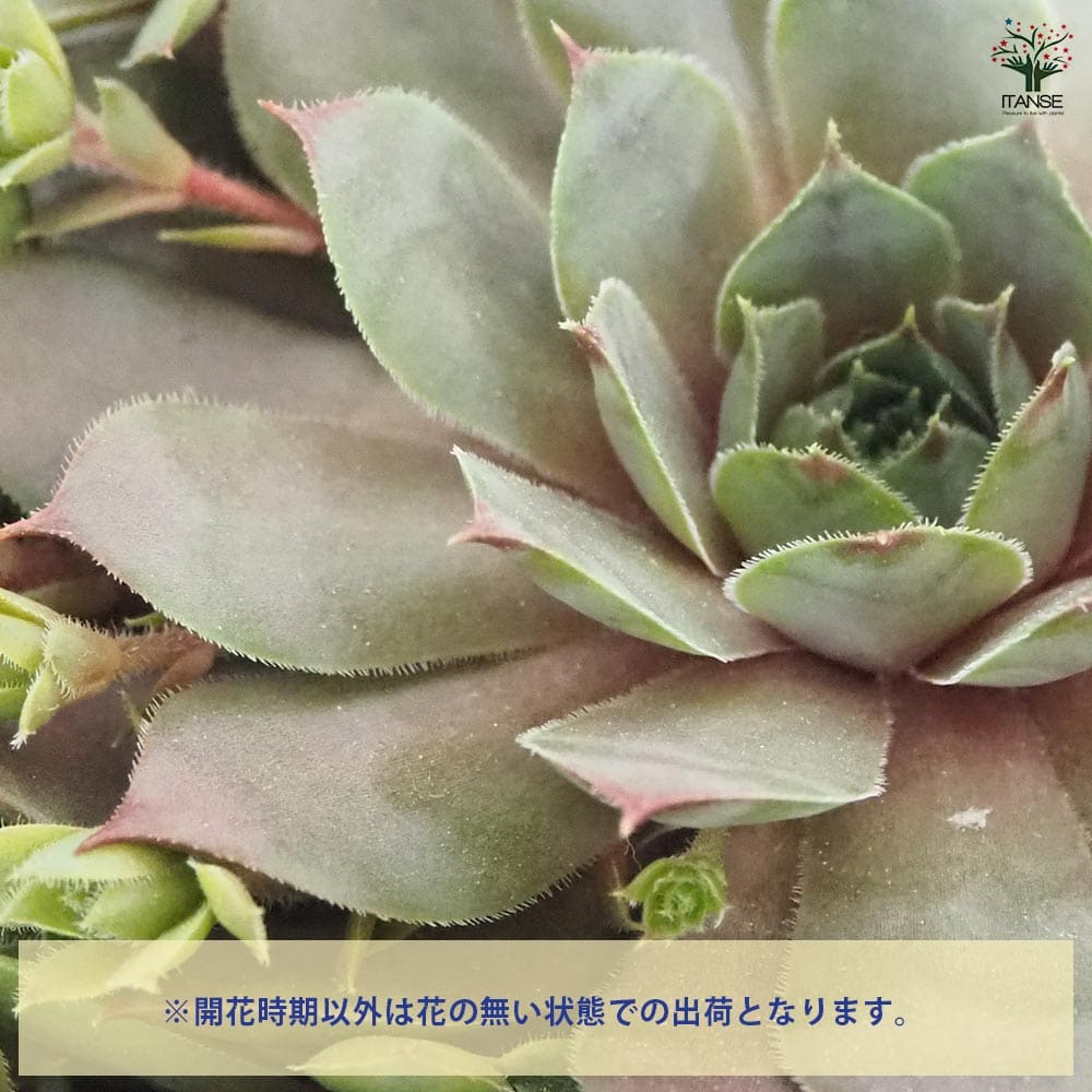 センペルビウム ミッドナイトローズ 【多肉植物 4号／1個売り