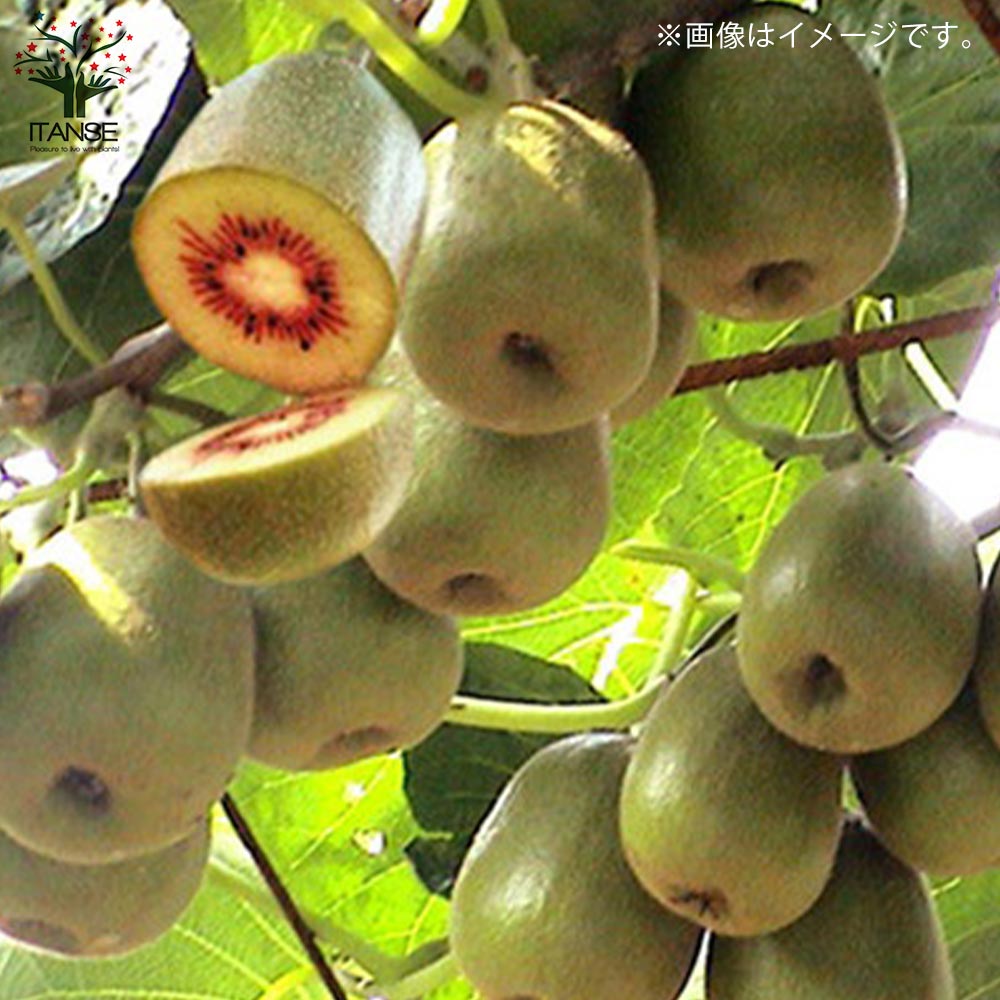 キウイの苗木 紅妃【果樹の苗木 4.5号 接木苗／1個売り】