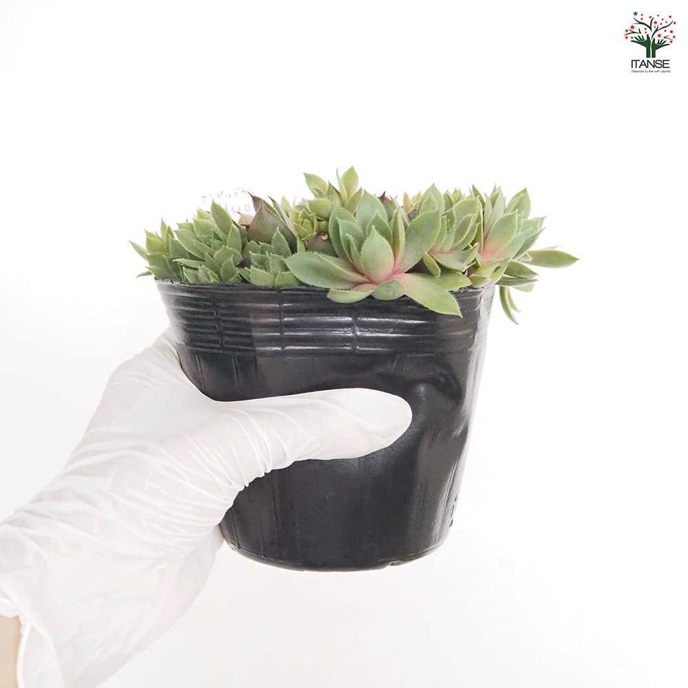 センペルビウム ミッドナイトローズ 【多肉植物 4号／1個売り