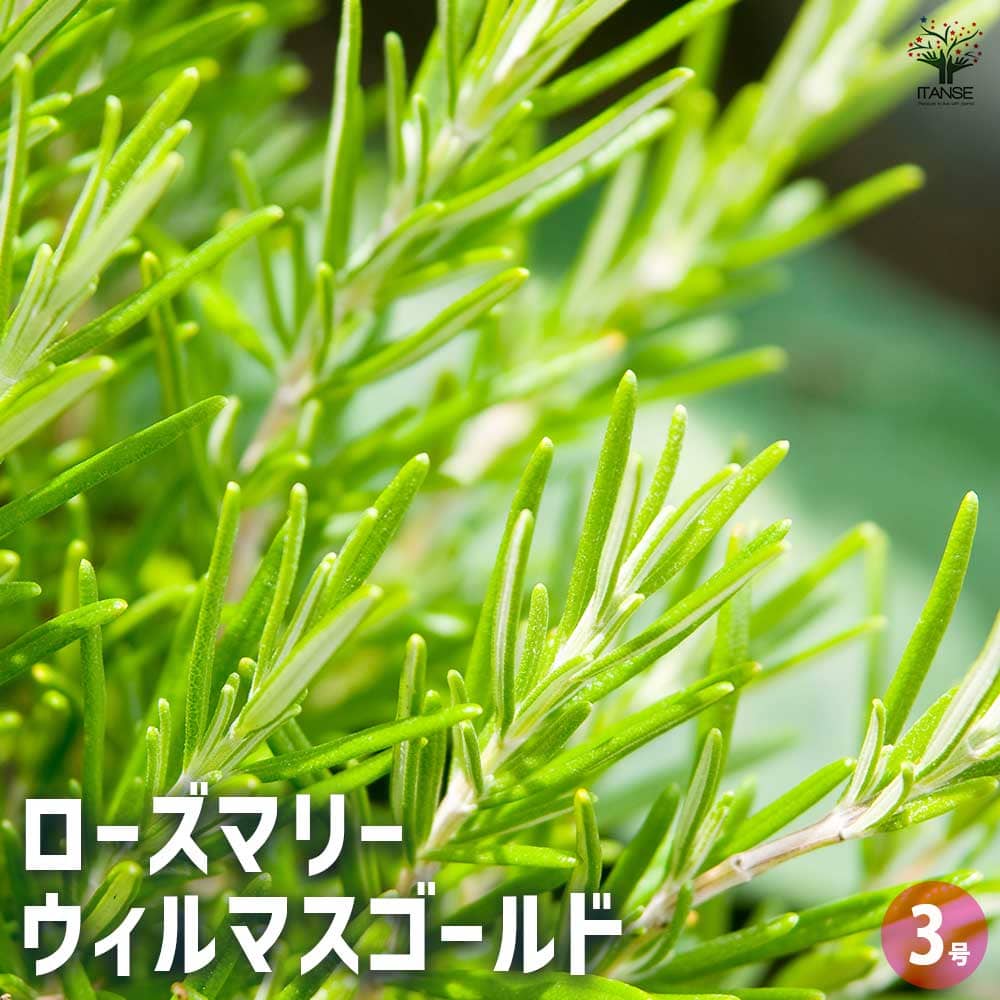 ローズマリー ウィルマスゴールド 【ハーブの苗 3号】