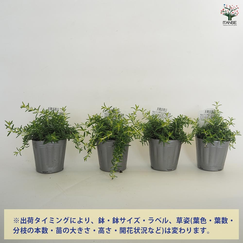 ローズマリー ウィルマスゴールド 【ハーブの苗 3号】