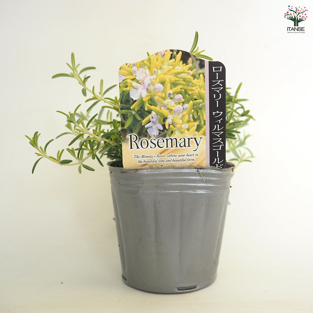 15苗セット大苗　マーブル錦 ローズマリー ウィルマスゴールド 【ハーブの苗 3号】｜ 【植物の