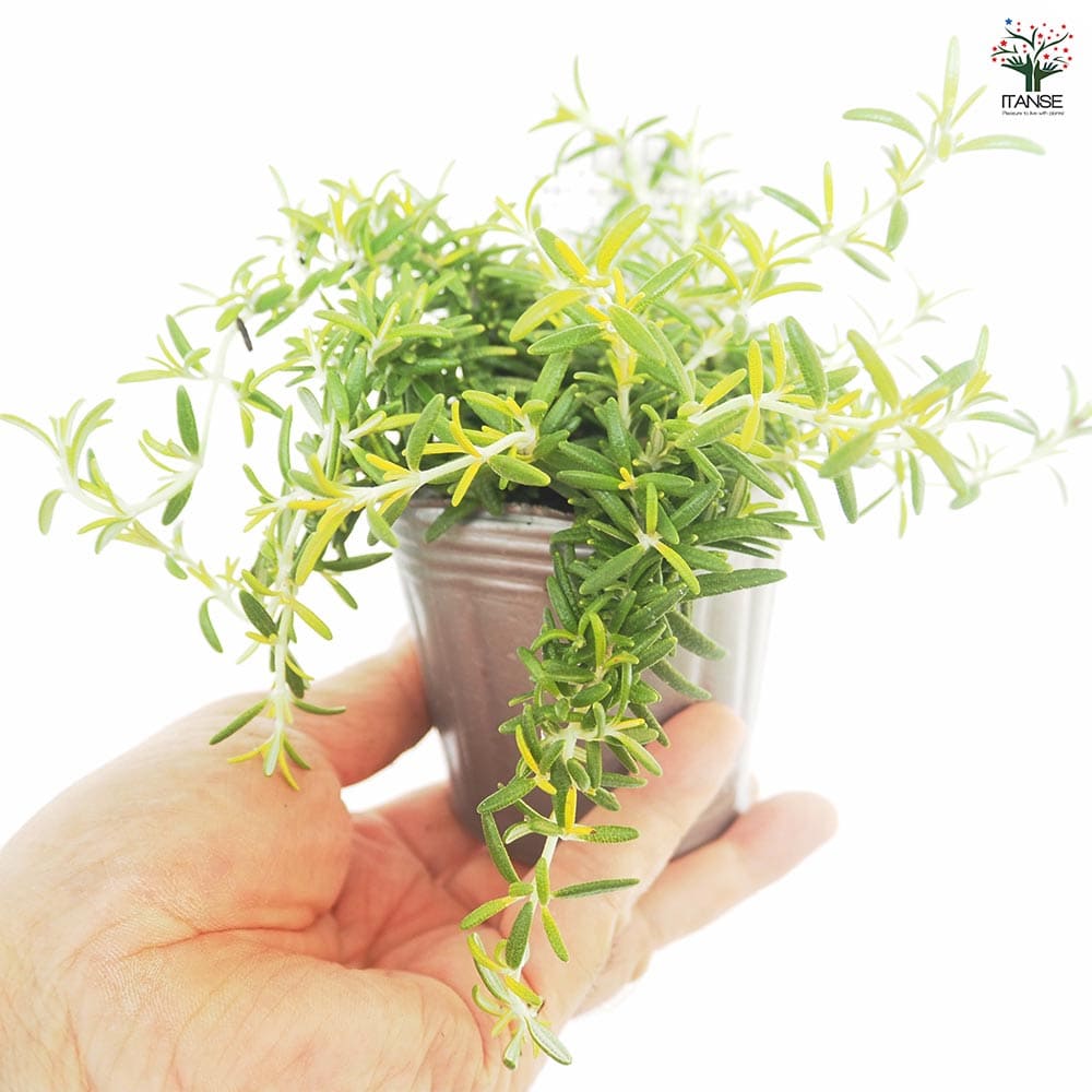 ローズマリー ウィルマスゴールド 【ハーブの苗 3号】