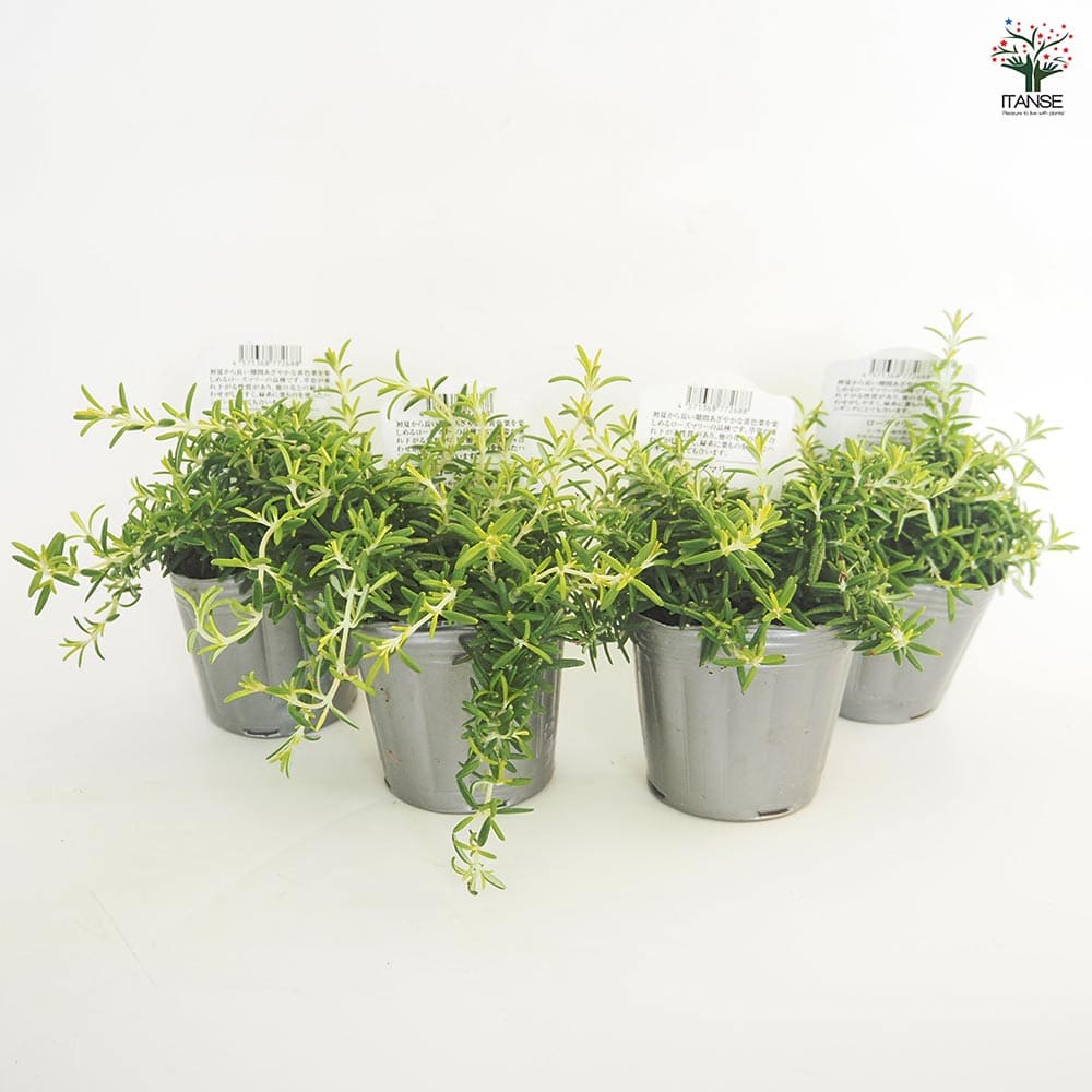 ローズマリー ウィルマスゴールド 【ハーブの苗 3号】