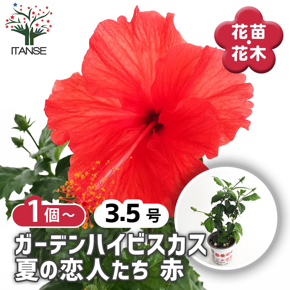ガーデンハイビスカス 夏の恋人たち 赤 【花木苗 3.5号】｜ 【植物の