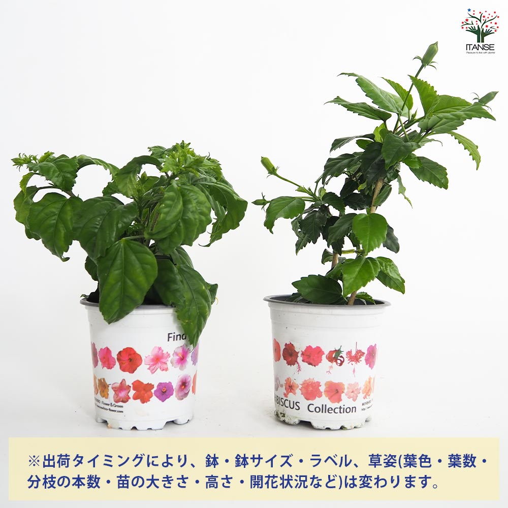 ガーデンハイビスカス 夏の恋人たち 赤 【花木苗 3.5号】｜ 【植物の