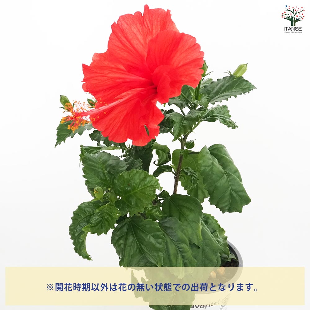ハイビスカス 雨の七星 赤花 ハイビスカス：プチニクシー 3.5号ポット の通販 | 園芸ネット