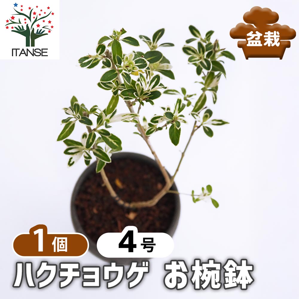 ハクチョウゲ お椀鉢 【盆栽 4号/1個売り】| 【植物のITANSE ハクチョウゲ お椀鉢 【盆栽 4号/1個売り】| 【植物のITANSE
