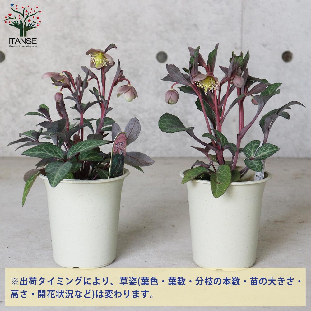 クリスマスローズ・リビダス(ブラウン系～グリーン)【花苗 4号鉢／1個