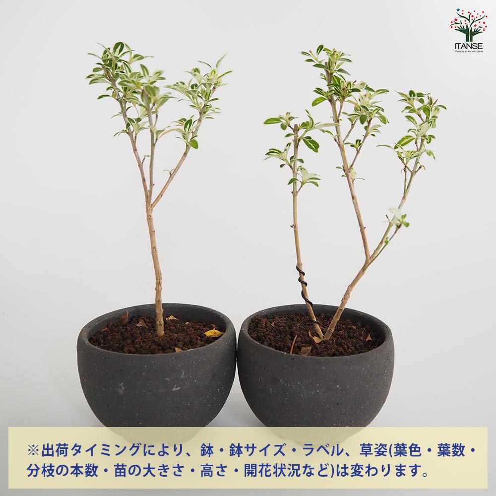 ハクチョウゲ お椀鉢 【盆栽 4号／1個売り】｜ 【植物のITANSE