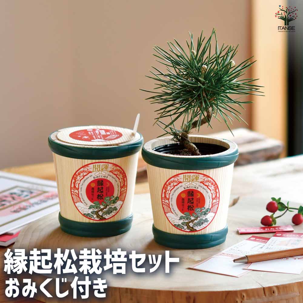 栽培セット 縁起松栽培セット おみくじ付き  【1個売り】