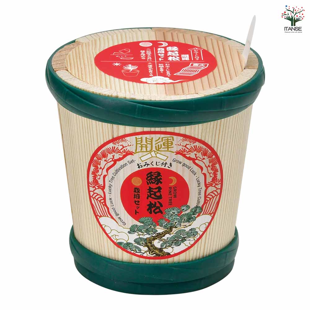 栽培セット 縁起松栽培セット おみくじ付き  【1個売り】