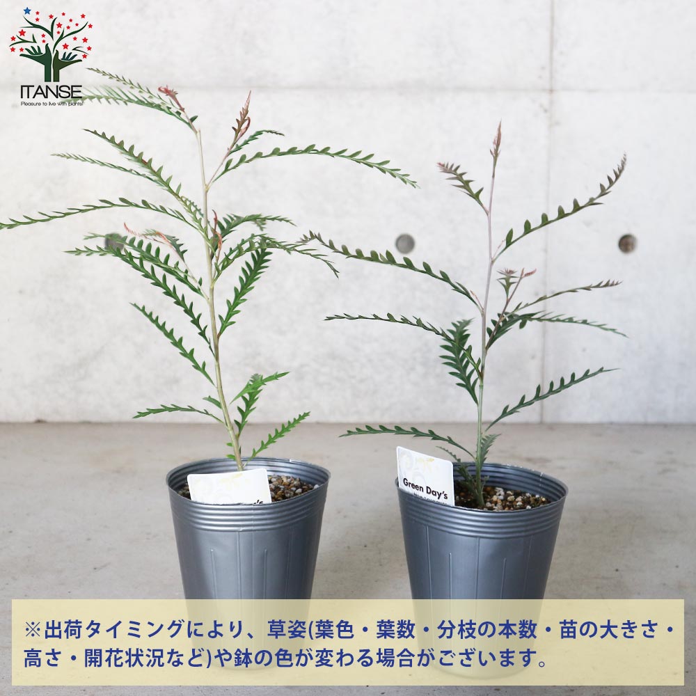 シルバー グレビレア アイバンホー 根付き鉢物大株 高さ1.3m 8号鉢