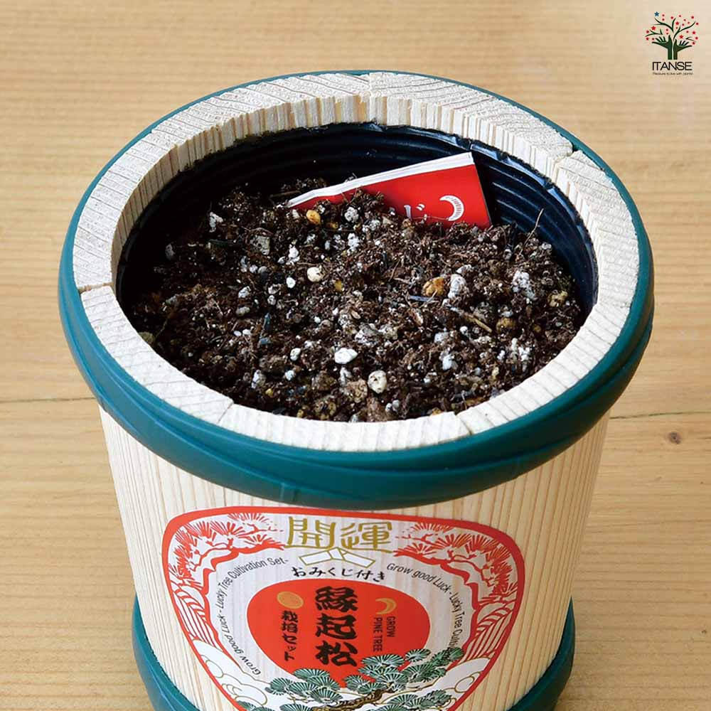 栽培セット 縁起松栽培セット おみくじ付き  【1個売り】