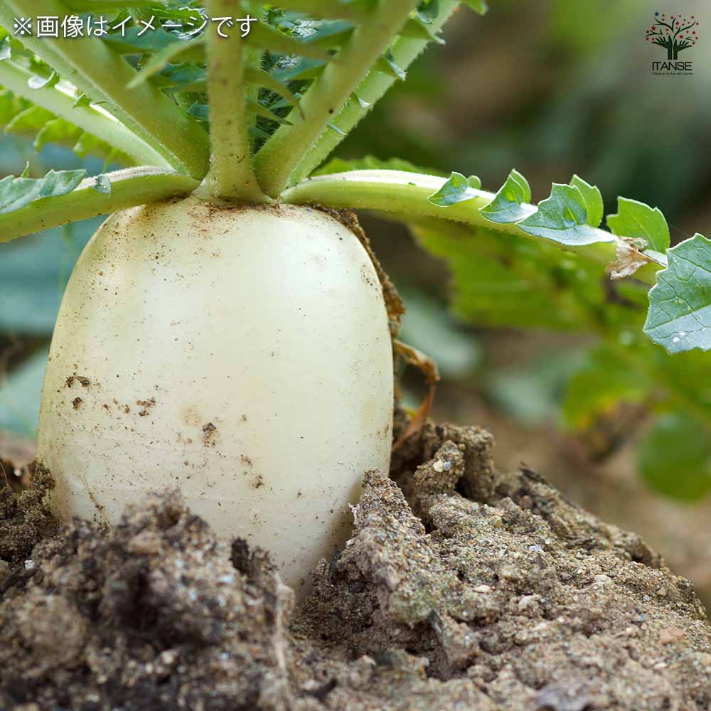 種子 好みのサイズで収穫 おてがるダイコン 【 約2.5ml／1袋売り