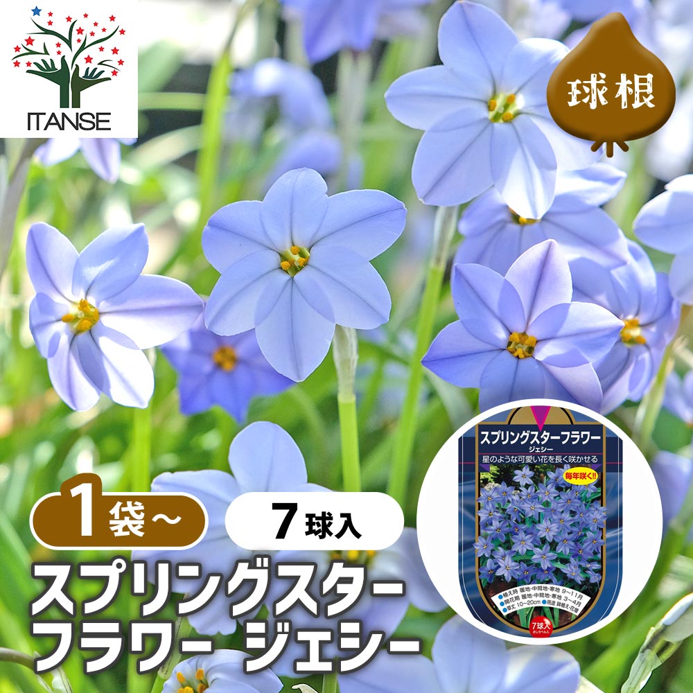 球根 スプリングスターフラワー ジェシー 【花球根 7球】｜ 【植物の