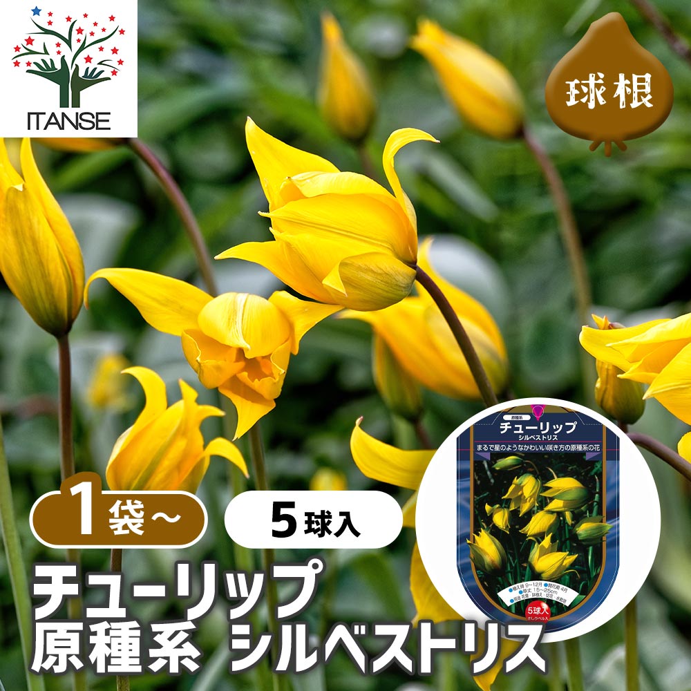 花球根 チューリップ 原種系 シルベストリス 【花球根 5球】｜ 【植物