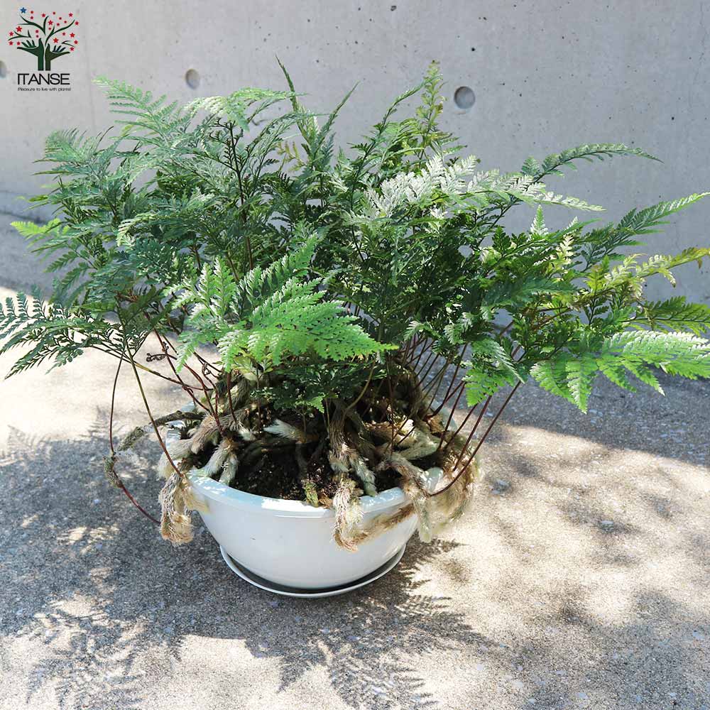トキワシノブ　大株　吊り下げ式 観葉植物 トキワシノブ 常盤忍 吊り鉢 | PLANTS SHOP OLIVE