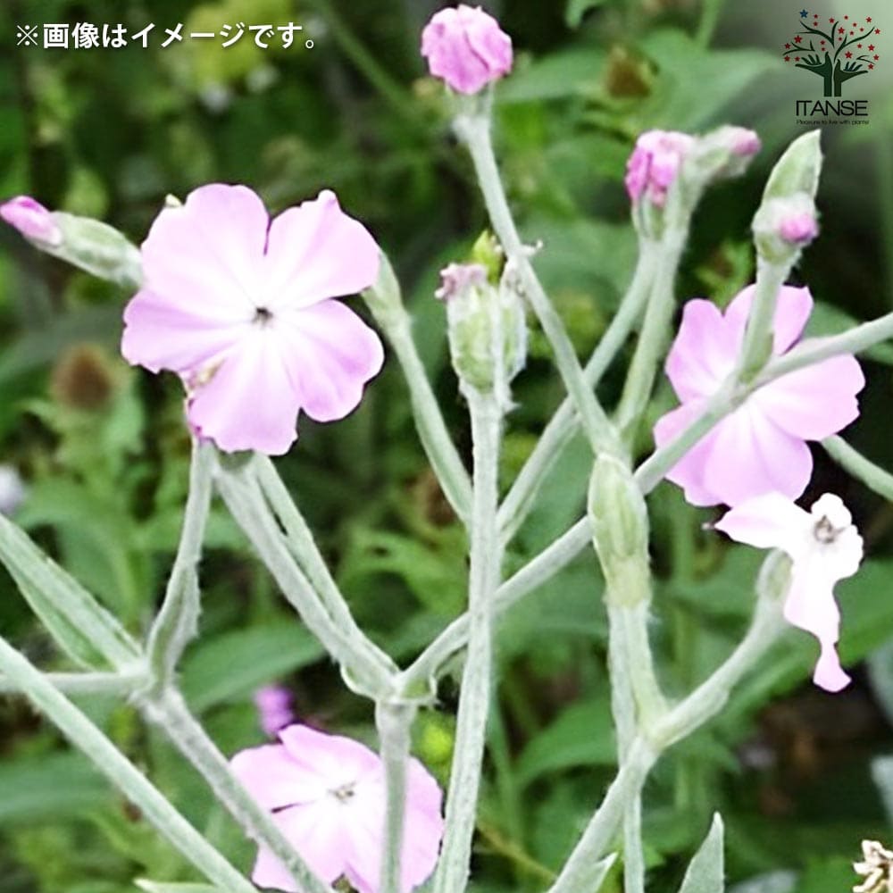 リクニス プライベートヘブン 【花苗 3.5号】｜ 【植物のITANSE