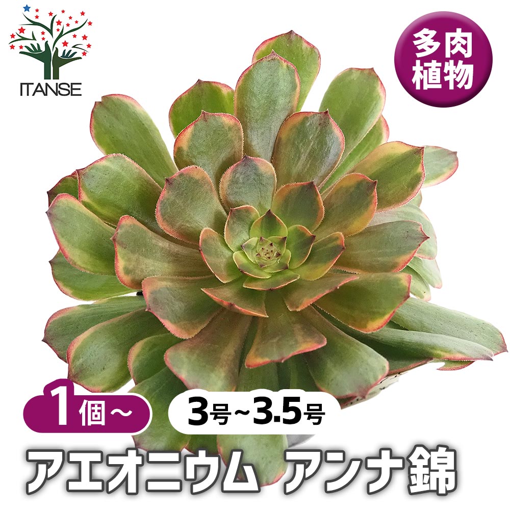 アエオニウム アンナ錦 【多肉植物 3～3.5号】｜ 【植物のITANSE