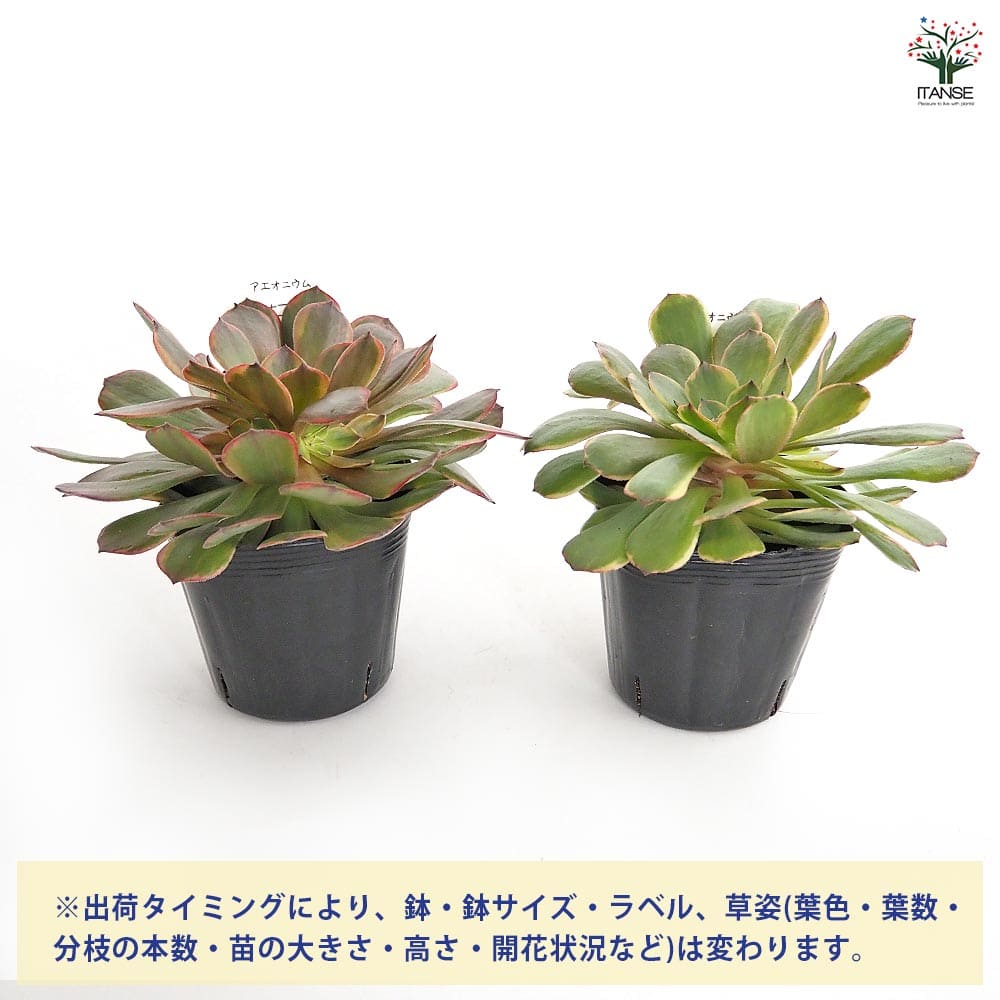 アエオニウム アンナ錦 【多肉植物 3～3.5号】｜ 【植物のITANSE