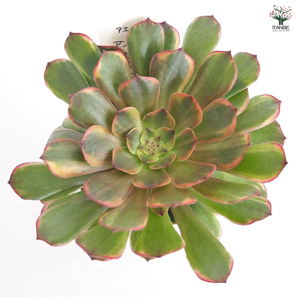 アエオニウム アンナ錦 【多肉植物 3～3.5号】｜ 【植物のITANSE