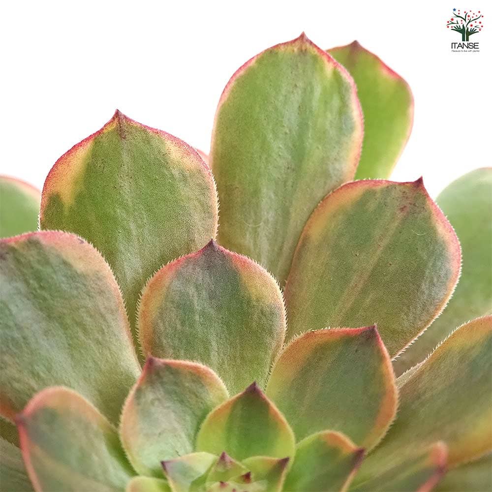 アエオニウム アンナ錦 【多肉植物 3～3.5号】｜ 【植物のITANSE